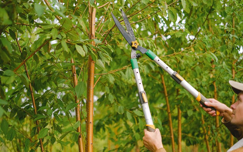 Tree trimming in Regent, ND