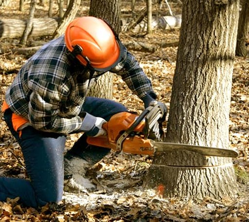Tree Removal in Regent, ND